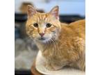Adopt Sweet Pete a Orange or Red Tabby Domestic Shorthair (short coat) cat in