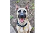 Adopt Arnold a Tan/Yellow/Fawn - with Black Belgian Malinois / Shepherd (Unknown