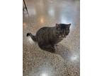 Adopt Brando a Gray, Blue or Silver Tabby Tabby / Mixed (medium coat) cat in