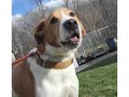 Adopt Kelly a White - with Red, Golden, Orange or Chestnut English Pointer /