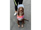 Adopt Hollister a Brown/Chocolate Australian Shepherd / Mixed dog in Germantown
