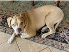 Adopt Max a Tan/Yellow/Fawn - with White Beagle / Terrier (Unknown Type