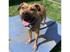 Adopt Jellybean a Tan/Yellow/Fawn Mixed Breed (Small) / Mixed Breed (Medium) /