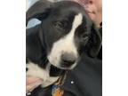 Adopt Tator a Black American Pit Bull Terrier / Mixed Breed (Medium) / Mixed