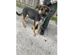 Adopt Max a Black Rottweiler / Mixed Breed (Medium) / Mixed (short coat) dog in
