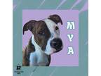 Adopt Mya a Brown/Chocolate Mixed Breed (Medium) / Mixed Breed (Medium) / Mixed