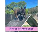 Adopt Taylor a American Staffordshire Terrier / Mixed dog in Walnut Creek