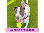 Adopt Molly a Pit Bull Terrier / Mixed dog in Walnut Creek, CA (40982085)