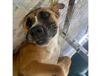 Adopt Moonchild a Tan/Yellow/Fawn Black Mouth Cur / Mixed dog in New York