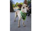 Adopt Gretel a Tan/Yellow/Fawn Golden Retriever / Mixed Breed (Medium) / Mixed