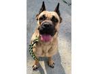 Adopt Marsha P a Tan/Yellow/Fawn Cane Corso / Mastiff / Mixed (short coat) dog