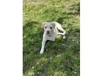 Adopt Bean a White Boxer / Mixed dog in Uxbridge, MA (41356261)