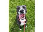 Adopt Curly Sue 41261 a German Shorthaired Pointer / Mixed dog in Pocatello