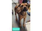 Adopt Diamond a Shepherd (Unknown Type) / American Pit Bull Terrier / Mixed dog
