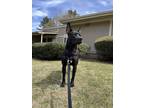 Adopt Dubh a Black Labrador Retriever / Mutt / Mixed dog in Decatur