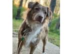 Adopt Sadie a Tricolor (Tan/Brown & Black & White) Australian Shepherd / Mixed