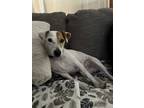 Adopt Archie a Tricolor (Tan/Brown & Black & White) Jack Russell Terrier / Mixed