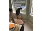 Adopt Tommy a Black & White or Tuxedo American Shorthair / Mixed (short coat)