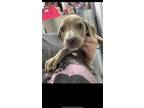 Adopt Meara a Tan/Yellow/Fawn Labrador Retriever / Mixed Breed (Medium) / Mixed