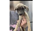 Adopt Maliah a Tan/Yellow/Fawn Labrador Retriever / Mixed Breed (Medium) / Mixed