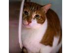 Adopt Sunny a Orange or Red British Shorthair (short coat) cat in New York