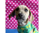 Adopt Wonder Woman a Tan/Yellow/Fawn - with Black Whippet / Feist / Mixed dog in