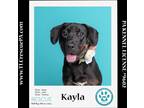 Adopt Kayla 040624 a Black - with Tan, Yellow or Fawn Rottweiler / Labrador