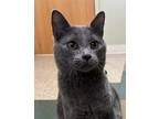 Adopt Thunder a Gray or Blue Domestic Shorthair / Mixed Breed (Medium) / Mixed