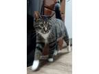 Adopt Rita a Brown Tabby Domestic Shorthair / Mixed Breed (Medium) / Mixed