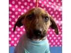 Adopt Batman a Brindle Whippet / Feist / Mixed dog in Carlsbad, CA (41355849)