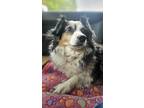 Adopt Taliah a Gray/Blue/Silver/Salt & Pepper Australian Shepherd / Mixed dog in