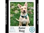 Adopt June Bug (Mom to June Bug's Bugs Life Pups) 012723 a Tan/Yellow/Fawn Husky
