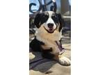 Adopt Rosa a Black - with White Australian Shepherd / Mixed dog in Sarasota