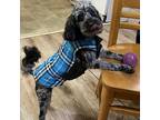 Adopt Blue a Black - with Gray or Silver Poodle (Miniature) / Cocker Spaniel /