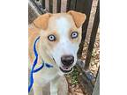 Adopt Harley *VIP* a Tan/Yellow/Fawn Golden Retriever / Shar Pei / Mixed (short