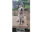 Adopt Mordecai a Alaskan Malamute / Mixed dog in Commerce, TX (40895430)