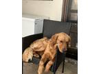 Adopt Apollo a Red/Golden/Orange/Chestnut Golden Retriever / Mixed dog in