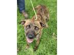 Adopt SIDNEY a Brindle - with White Plott Hound / Mixed dog in Minden