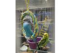 Adopt Sally a Green Parakeet - Other bird in Grandview, MO (41300875)