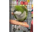 Adopt Simone a Green Parakeet - Quaker bird in Grandview, MO (41355714)
