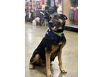 Adopt Lucy a Black - with Tan, Yellow or Fawn German Shepherd Dog / Mixed dog in