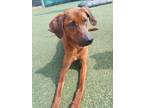 Adopt Archie a Red/Golden/Orange/Chestnut Catahoula Leopard Dog / Mixed dog in