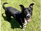 Adopt Misty a Black Border Collie / Mixed Breed (Medium) / Mixed (short coat)