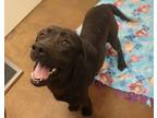 Adopt 84491 Licorice a Black Labrador Retriever / Mixed Breed (Medium) / Mixed