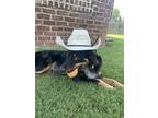 Adopt Twix a Brown/Chocolate - with Tan Border Collie / Australian Shepherd /