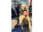 Adopt Sira a Tan/Yellow/Fawn - with White Australian Shepherd / Labrador