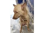 Adopt Chicken a Brown/Chocolate Carolina Dog / Mixed Breed (Medium) / Mixed