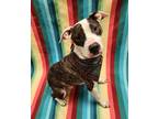 Adopt Booker a Brindle American Staffordshire Terrier / Mixed Breed (Medium) /