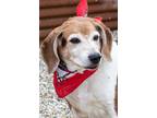 Adopt Shiloh a Brown/Chocolate Beagle / Mixed Breed (Medium) / Mixed (short