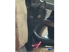 Adopt Fancy a Black (Mostly) Tabby / Mixed (medium coat) cat in Cheyenne